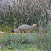 Fox Hunting At Lake Titicaca