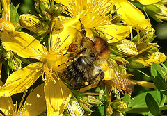 20200622 8809CPw [D~LIP] Veränderliche Hummel, Johanniskraut (Hypericum perforatum), Bad Salzuflen