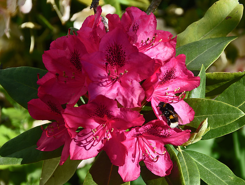 Hummel bei der Arbeit