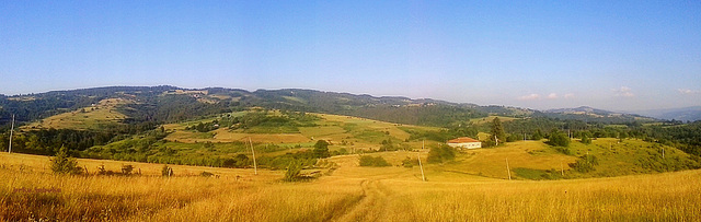 Golden colors of summer in my home village