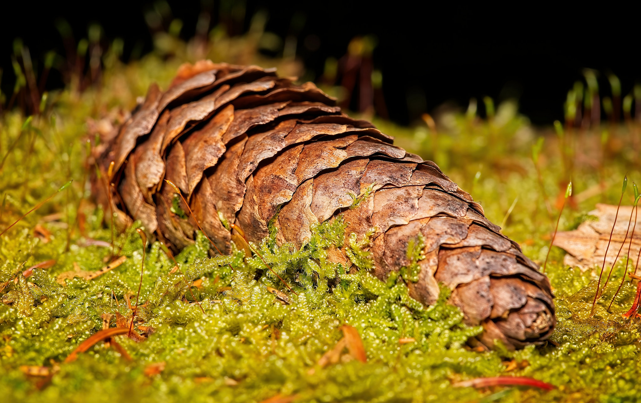 Der Baumzapfen hat sich wunderbar ins Moos gelegt :))  The tree cone has settled wonderfully into the moss :))  Le cône de l'arbre s'est merveilleusement installé dans la mousse :))