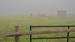 horses in a mist