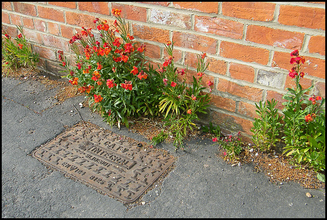 Eynsham wallflowers