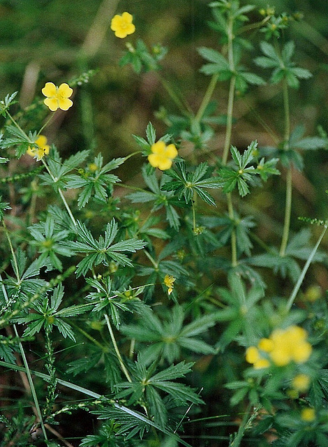 Potentilla erecta-Tormentille