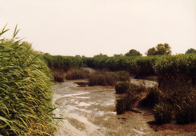 Ebbe im Heuckenlock-Priel