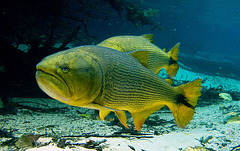 Peixes do Pantanal