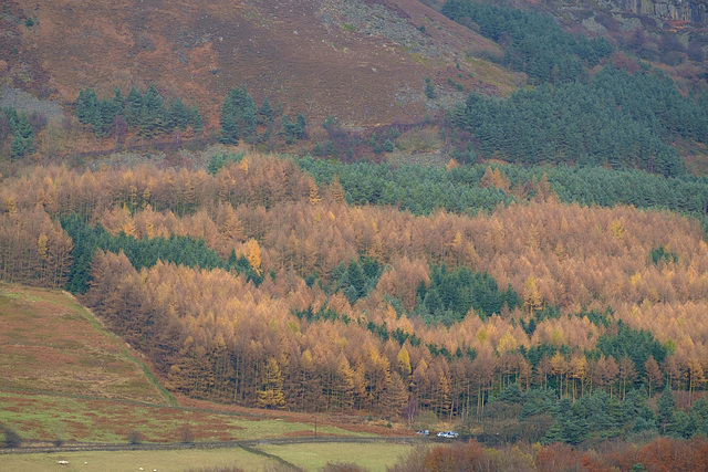 Vivid Forestry colours