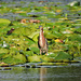 Green Heron