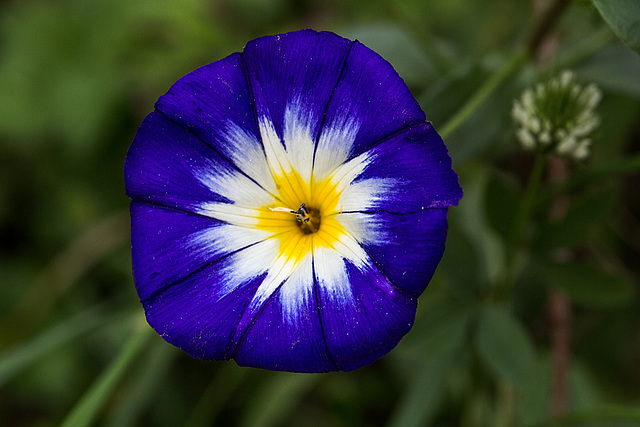 20171012 3617VRMw [D~LIP] Dreifarbige Winde (Convolvulus tricolor), UWZ, Bad Saluflen