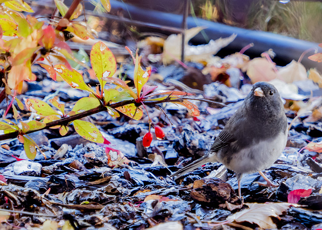 Slate-colored Dark-eyed Junco