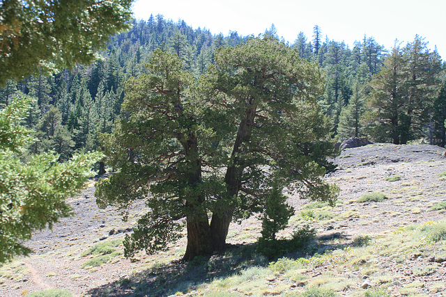 Twinned Sierra Juniper