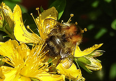 20200622 8810CPw [D~LIP] Veränderliche Hummel, Johanniskraut (Hypericum perforatum), Bad Salzuflen