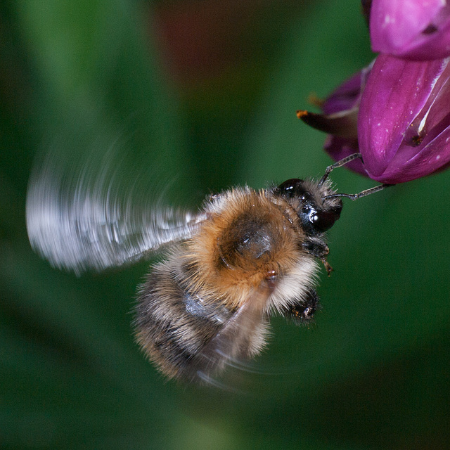 Action macro shot