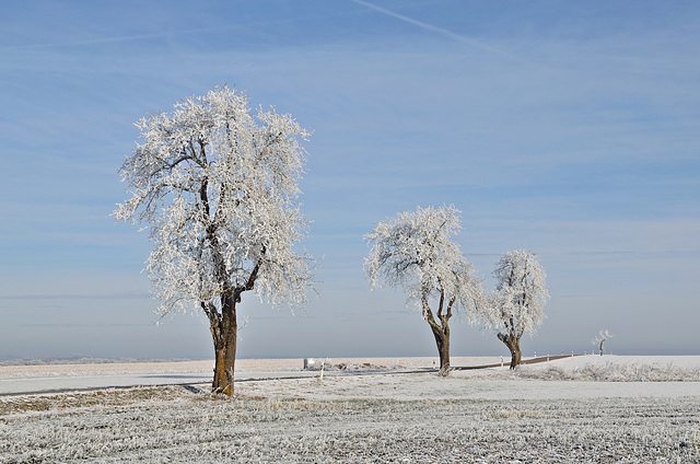 Baum Trio