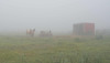 horses in a mist 2