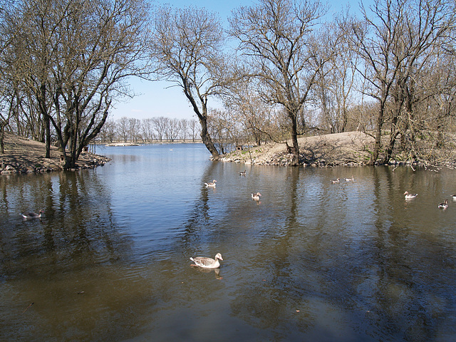 Птичье озеро в зоопарке / Bird's Lake in the Zoo