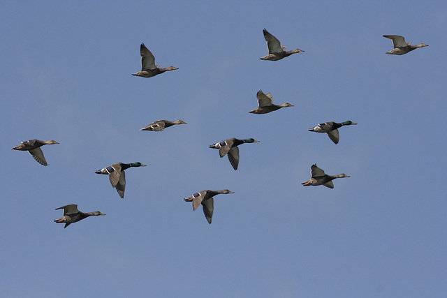 group flight / vol de groupe.