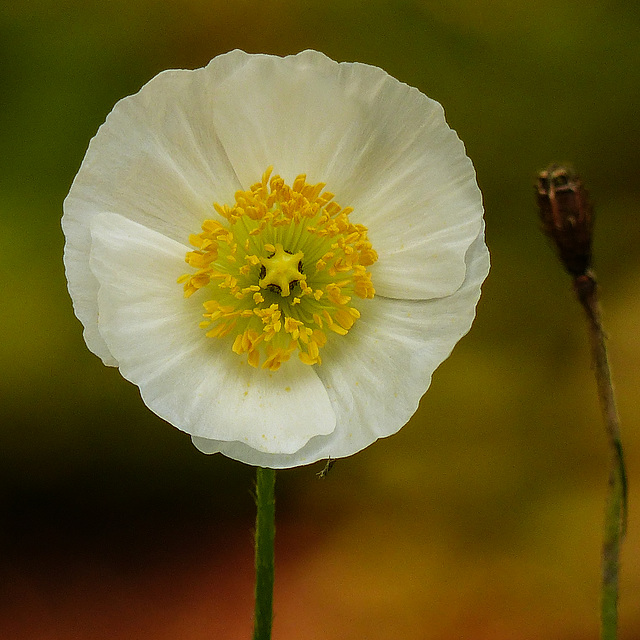 Beauty - flower and bokeh