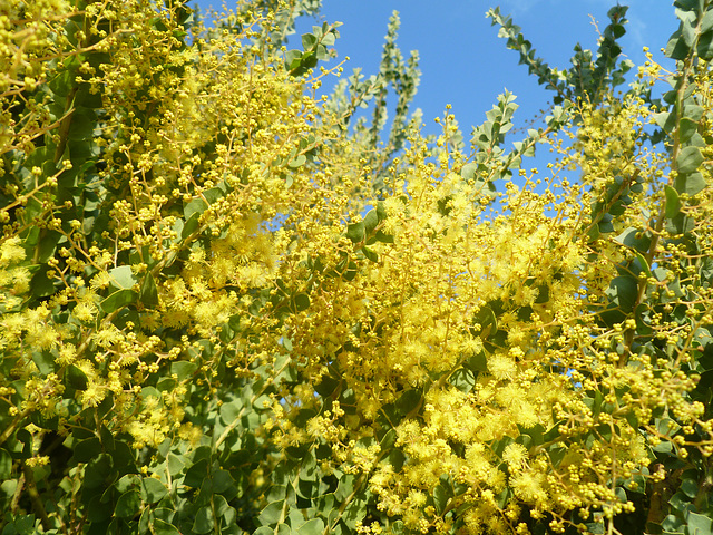 Hey it sunny and the wattle's out!