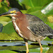 Green Heron