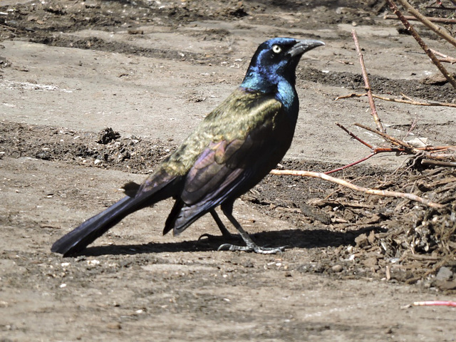 Grackle