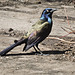 Grackle