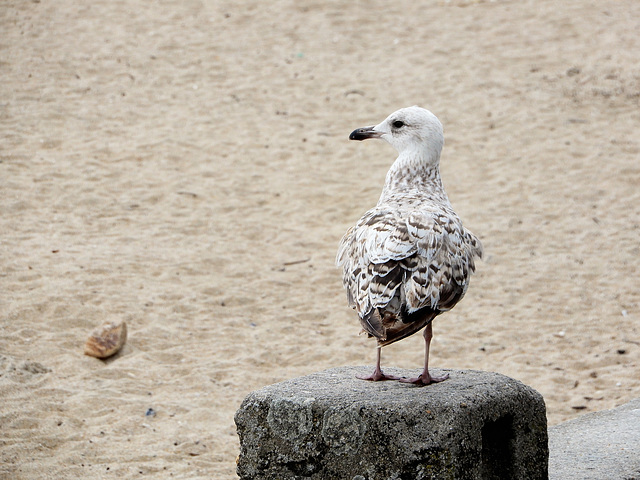 paroles de goeland ca sent le mauvais temps