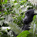 Uganda, Bwindi Forest, Portrait of a Gorilla in the Thicket of the Jungle