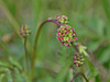 Kleiner Wiesenknopf