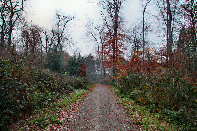 Weg am Rand des Schellenberger Waldes (Essen-Stadtwald) / 1.12.2019