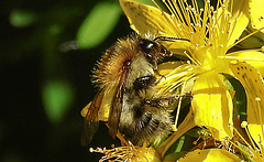 20200622 8813CPw [D~LIP] Veränderliche Hummel, Johanniskraut (Hypericum perforatum), Bad Salzuflen