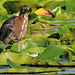 Green Heron