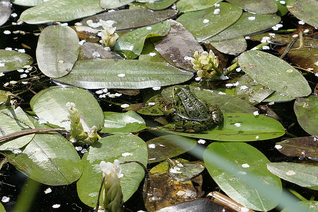 getarnter Froschkönig