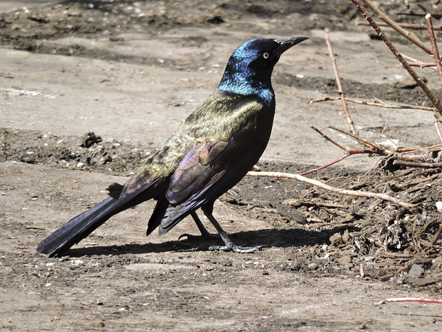 Grackle