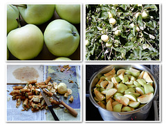 Apfelernte /apple harvest/récolte des pommes