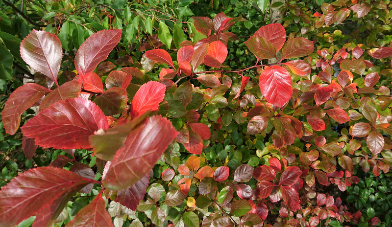 Herbstlaub
