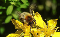 20200622 8814CPw [D~LIP] Veränderliche Hummel, Johanniskraut (Hypericum perforatum),Bad Salzuflen