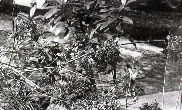 Dried Flowers