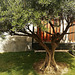 Olive tree, Paeque de Bravo Murillo, Madrid