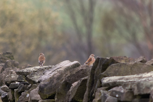 Linnets pair-5493