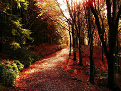 lanthwaite-woods 44044385590 o