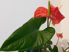 Mon Anthurium**************
