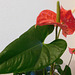 Mon Anthurium************** Mon Anthurium**************