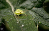 Tiny bug