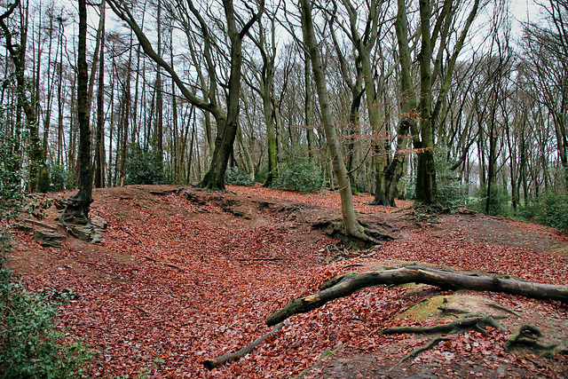 Im Wald auf der Hölter Egge (Sprockhövel) / 24.12.2017