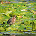 Green Heron