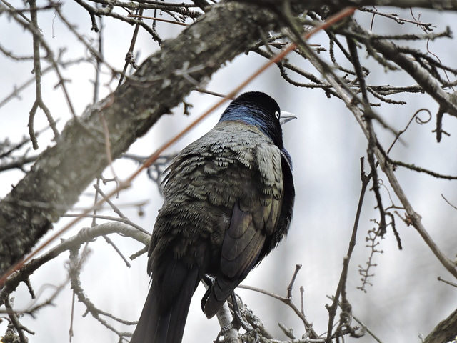 Grackle