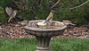 Cedar Waxwing and Sparrows