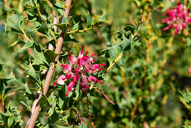 Grevillea insignis (wax grevillea, W.A.)