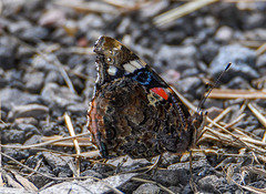 Red Admiral.44jpg